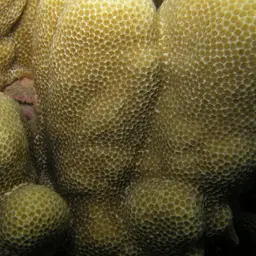 Solid Coral, photo 6