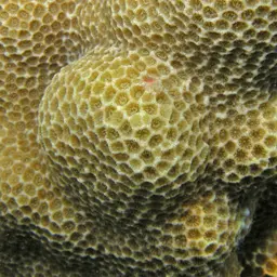 Solid Coral, photo 7