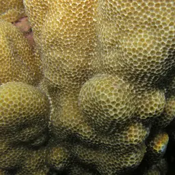 Solid Coral, photo 1