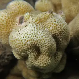 Solid Coral, photo 8