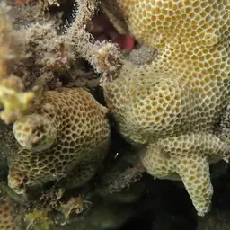 Solid Coral, photo 9