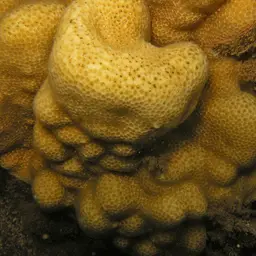 Solid Coral, photo 10