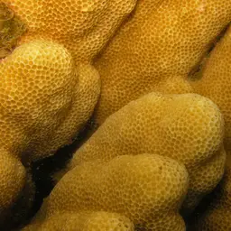Solid Coral, photo 11