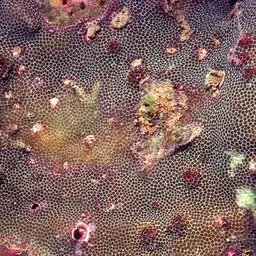 Solid Coral, photo 12