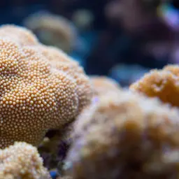 Hump Coral, photo 1