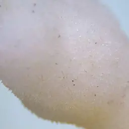 Saffron Coral, photo 1