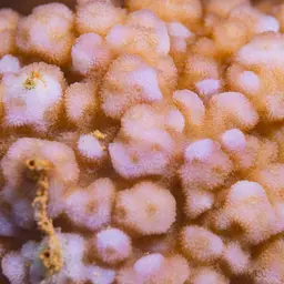 Hump Coral, photo 1