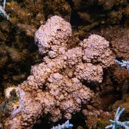 Hump Coral, photo 2