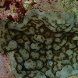 Hump Coral, photo 3
