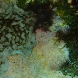 Hump Coral, photo 4