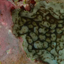 Hump Coral, photo 5