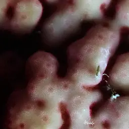 Hump Coral, photo 6