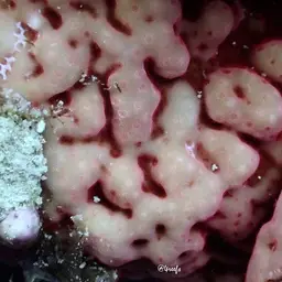 Hump Coral, photo 7