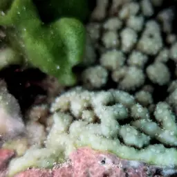 Hump Coral, photo 8