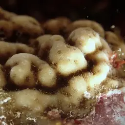 Hump Coral, photo 9