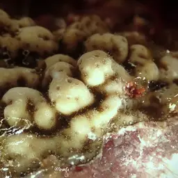 Hump Coral, photo 10