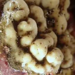 Hump Coral, photo 11
