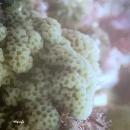 Hump Coral, photo 12