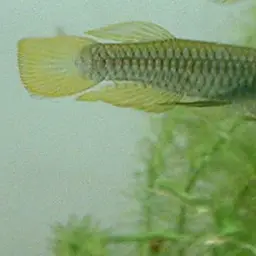 Norman's Lampeye