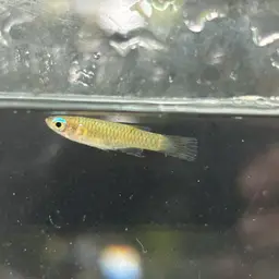 Norman's Lampeye, photo 2