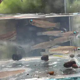 Norman's Lampeye, photo 3