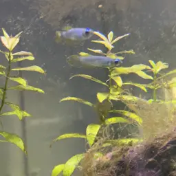 Norman's Lampeye, photo 11
