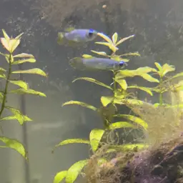 Norman's Lampeye, photo 12