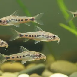 Porthole Catfish, photo 4