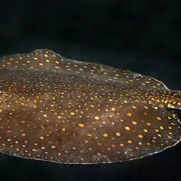 Vermiculate River Stingray, photo 1