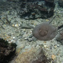 Vermiculate River Stingray, photo 2