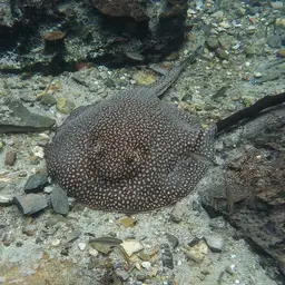 Vermiculate River Stingray, photo 5
