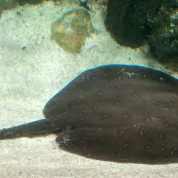 Vermiculate River Stingray, photo 6