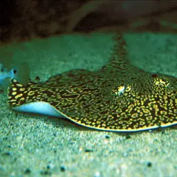 Largespot River Stingray, photo 1