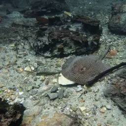 Largespot River Stingray, photo 3