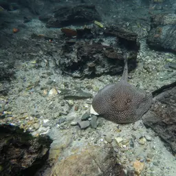 Largespot River Stingray, photo 4
