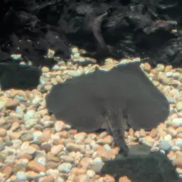 Largespot River Stingray, photo 7