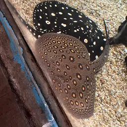 Largespot River Stingray, photo 8