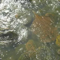 Largespot River Stingray, photo 10