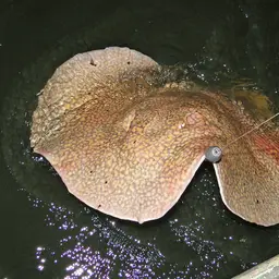Largespot River Stingray, photo 11