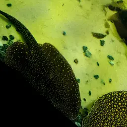 Largespot River Stingray, photo 12