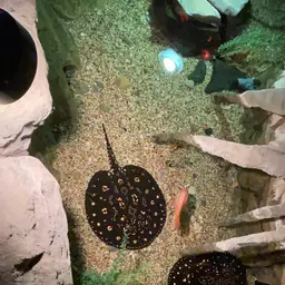 Henle's Freshwater Stingray, photo 2