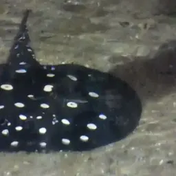 Henle's Freshwater Stingray, photo 3
