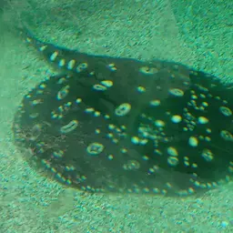 Henle's Freshwater Stingray, photo 4