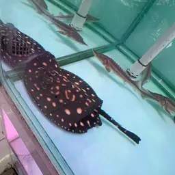 Henle's Freshwater Stingray, photo 5