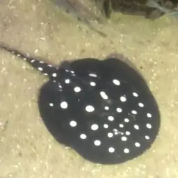 Henle's Freshwater Stingray, photo 6
