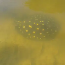 Henle's Freshwater Stingray, photo 7