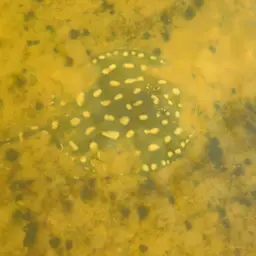 Henle's Freshwater Stingray, photo 8