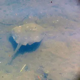 Porcupine Freshwater Stingray, photo 1