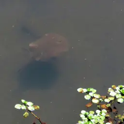 Porcupine Freshwater Stingray, photo 2