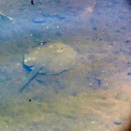 Porcupine Freshwater Stingray, photo 3